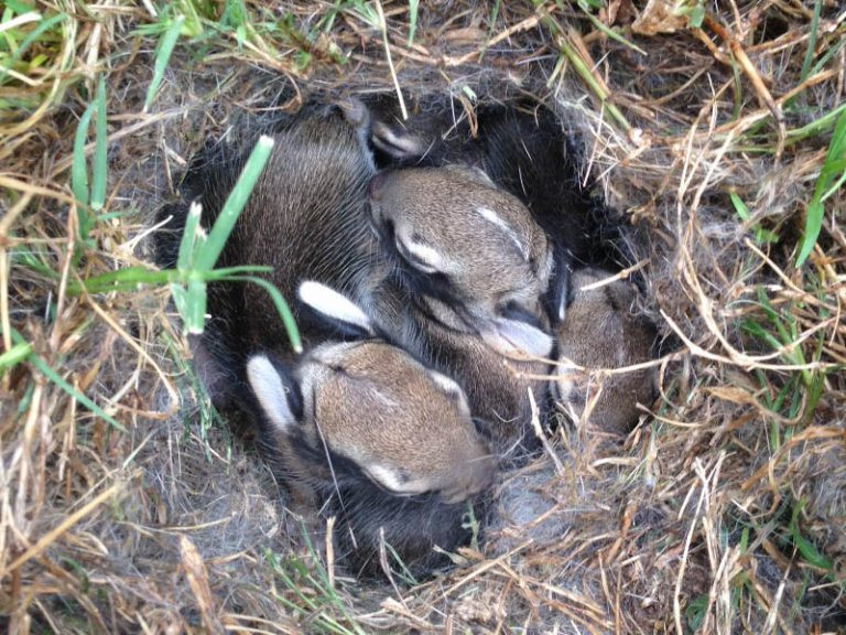 Khi quyết định ra ngoài tìm thức ăn cho gia đình, thỏ mẹ vẫn cố gắng kiếm ăn gần để giám sát những con thỏ con đang ngủ.