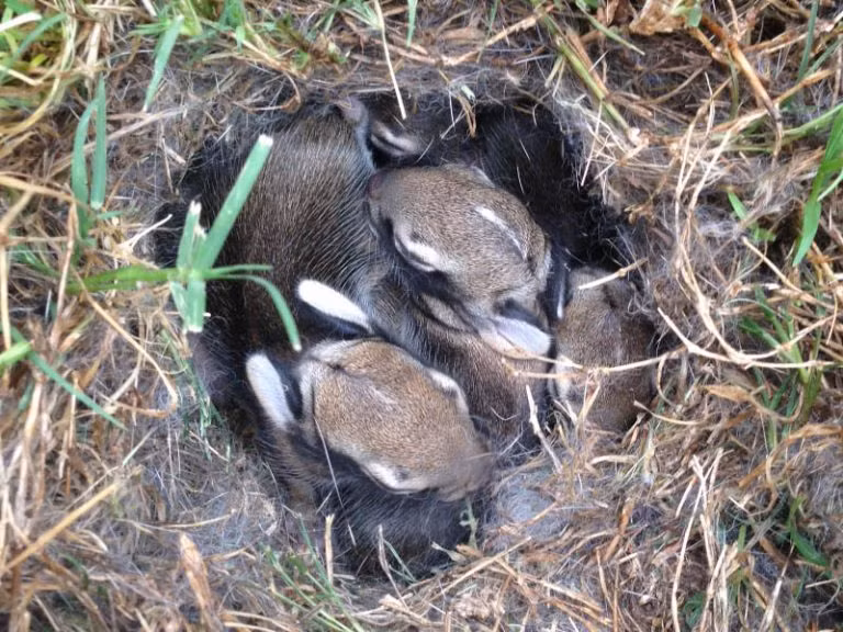 Khi quyết định ra ngoài tìm thức ăn cho gia đình, thỏ mẹ vẫn cố gắng kiếm ăn gần để giám sát những con thỏ con đang ngủ.