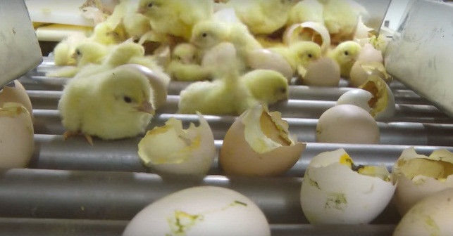 Tại trang trại, những con gà công nghiệp đáng thương sẽ được tiêm hormone cho mau lớn. Chỉ khoảng 40 ngày sau, chúng sẽ được đem đến lò mổ để làm thịt.