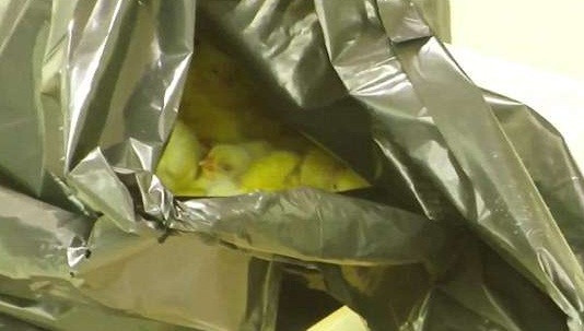 Mới đây, thành viên của tổ chức bảo vệ động vật Mỹ "Animal Equality" đã trà trộn được vào trong một nhà máy và tiết lộ bí ẩn trong ngành chăn nuôi gà công nghiệp.