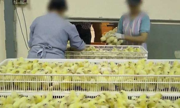 Nhân viên trong nhà máy xem chúng như vật vô tri vô giác, ném rất mạnh khi kiểm tra. Những con gà đạt tiêu chuẩn được chuyển sang băng chuyền khác.