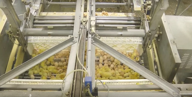 Những con gà con sống cũng không sung sướng gì, chúng tiếp tục được tiêm chủng và ném vào ném vào những lồng nhựa dài, được xếp chồng lên nhau và gửi đến các trang trại.