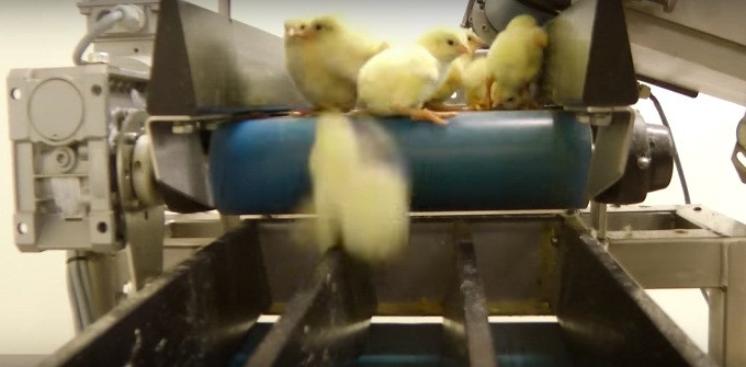 Animal Equality không nói chính xác nơi ghi hình đoạn video. Nhiều người tin rằng đó là một lò ấp ở Mỹ, cũng có người nói ở Anh, những lò ấp cũng xảy ra tình trạng tương tự. Những con gà đáng thương không có cuộc sống bình thường. Ngay từ khi sinh ra, chúng đã định sẵn số phận nghiệt ngã.