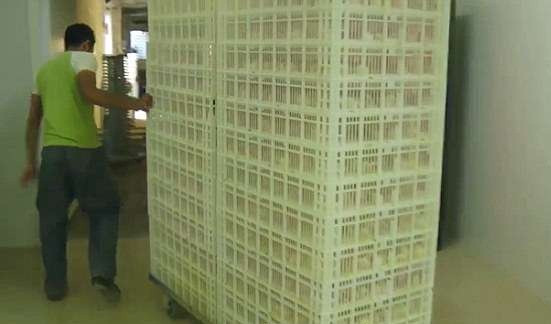 Gà không đạt tiêu chuẩn bị thu gom và ném vào túi nhựa đen. Sau đó, chúng sẽ bị nghiền nát một cách vô cùng tàn nhẫn.