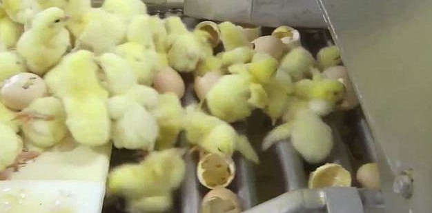 Ngay sau khi nở, gà con sẽ được ném vào một băng chuyền cùng với vỏ trứng. Chúng sẽ được tách khỏi vỏ và trải qua cuộc kiểm tra đầu tiên trong đời.