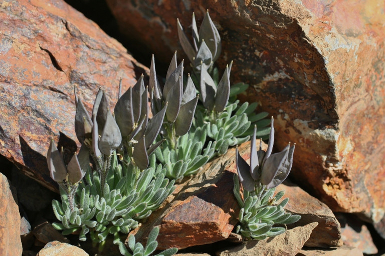 Là loài thực vật được pháp luật bảo vệ, nên nếu như người nào phát hiện ra đôi cánh thiên thần và hái xuống, người đó sẽ phải chịu sự trừng phạt của pháp luật.