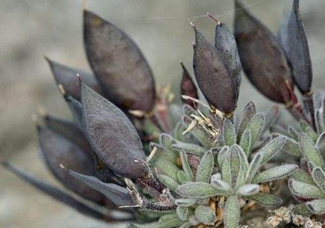 Cũng với lý do đó, đến tận ngày nay, vẫn có rất ít thông tin về loài thực vật này, do các nhà nghiên cứu hiếm khi gặp được nó trong môi trường thiên nhiên nhiên hoang dã.