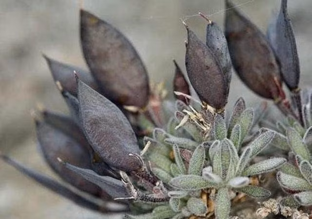 Cũng với lý do đó, đến tận ngày nay, vẫn có rất ít thông tin về loài thực vật này, do các nhà nghiên cứu hiếm khi gặp được nó trong môi trường thiên nhiên nhiên hoang dã.