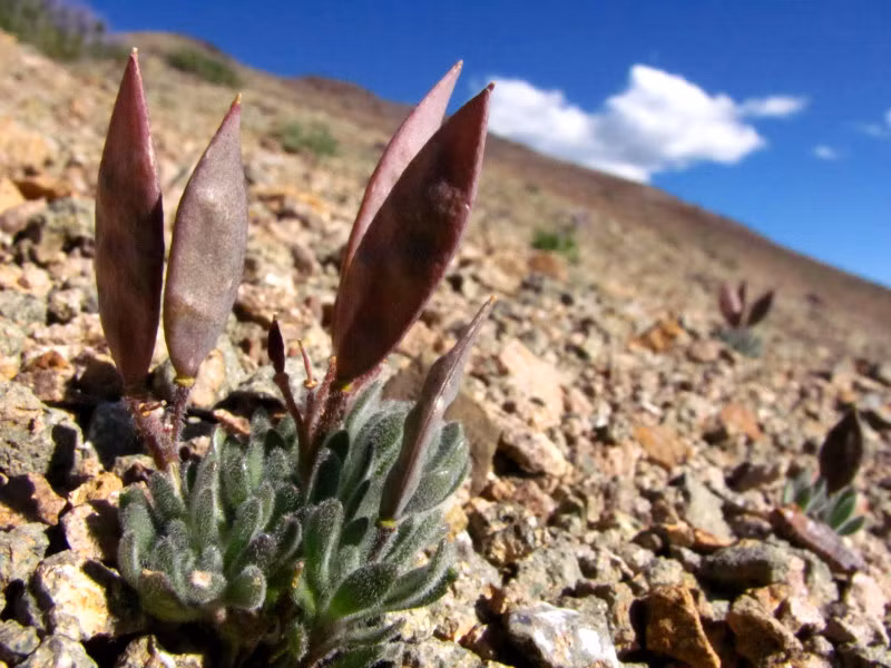 Cũng chính vì thế, người Mỹ còn gọi loài thực vật này bằng cái tên khác "Đôi cánh của Trái đất".