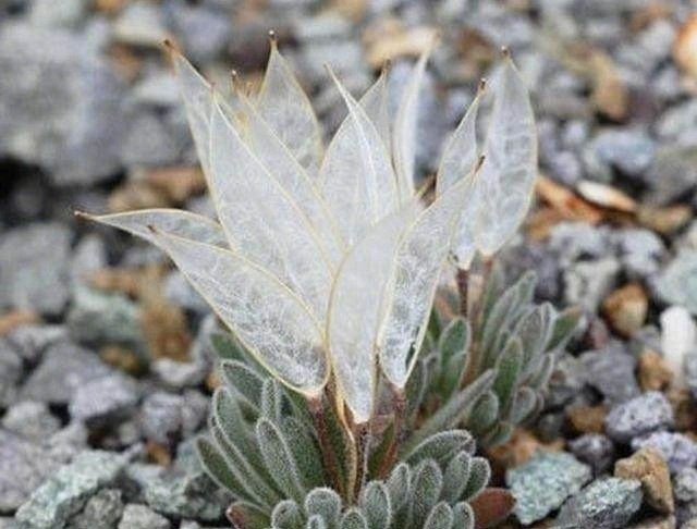 Mỹ cũng nghiêm cấm mọi hành vi làm tổn thương đến loài thực vật này.