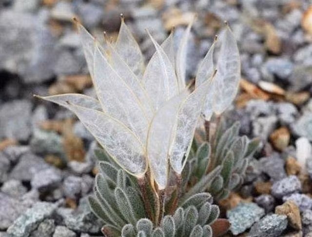 Mỹ cũng nghiêm cấm mọi hành vi làm tổn thương đến loài thực vật này.