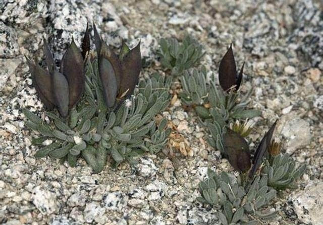 Được biết, tại Mỹ, đôi cánh thiên thần là loài thực vật được bảo vệ cấp quốc gia.