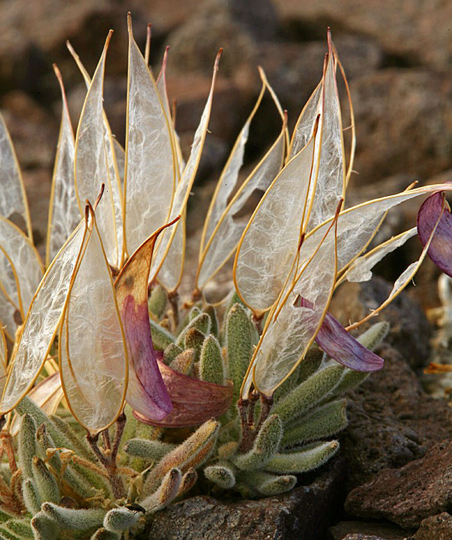 Bề ngoài của Anelsonia eurycarpa vô cùng hoàn hảo, khi nở hoa, những cánh hoa có hình dạng thoạt nhìn như những bông hoa có đôi cánh thiên thần, trắng muốt, đẹp mỏng manh và tuyệt mỹ.