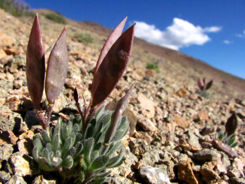 Cũng chính vì thế, người Mỹ còn gọi loài thực vật này bằng cái tên khác "Đôi cánh của Trái đất".