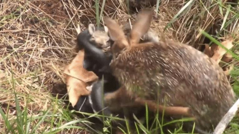 Thế nhưng con rắn không dễ dàng bỏ cuộc, nó tiếp tục siết chặt những con thỏ con và cố gắng cắn nuốt thỏ con bằng mọi giá.