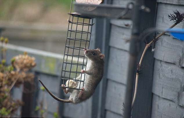 Cuối cùng, không thỏa mãn, con chuột đu hẳn người lên chiếc lồng, quyết tâm ăn bằng sạch chỗ thức ăn dành cho chim ở trong chiếc lồng.