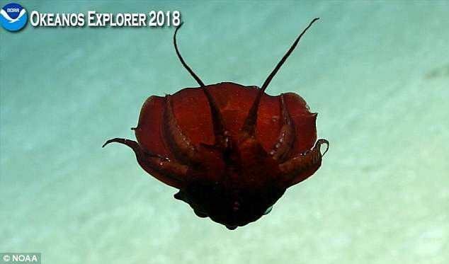 Bên cạnh đó, cơ thể còn nhô ra hai chiếc sừng đặc biệt, khiến các nhà khoa học vô cùng tò mò, muốn biết chức năng của nó.