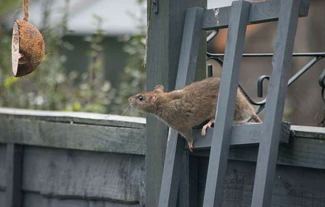 Một khi đã tiếp cận được chiếc lồng đựng thức ăn ngon lành, những con chuột ranh mãnh sẽ dùng đủ mọi cách để có thể lấy trộm được thức ăn.