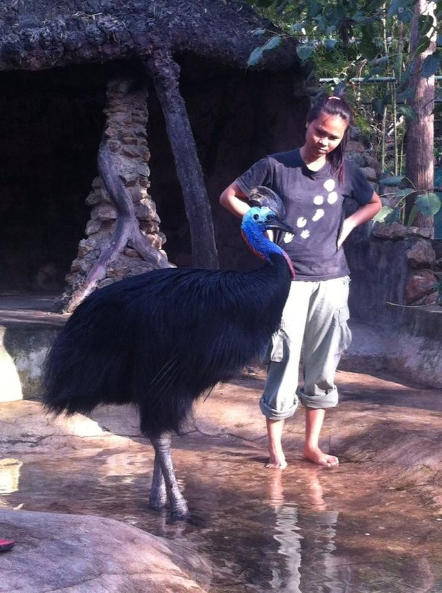 Tuy nhiên, bạn không nên để lạc mất tâm hồn trong ánh mắt mơ màng của chú chim này, bởi Bernie thực sự là một trong những loài chim nguy hiểm nhất trên thế giới.