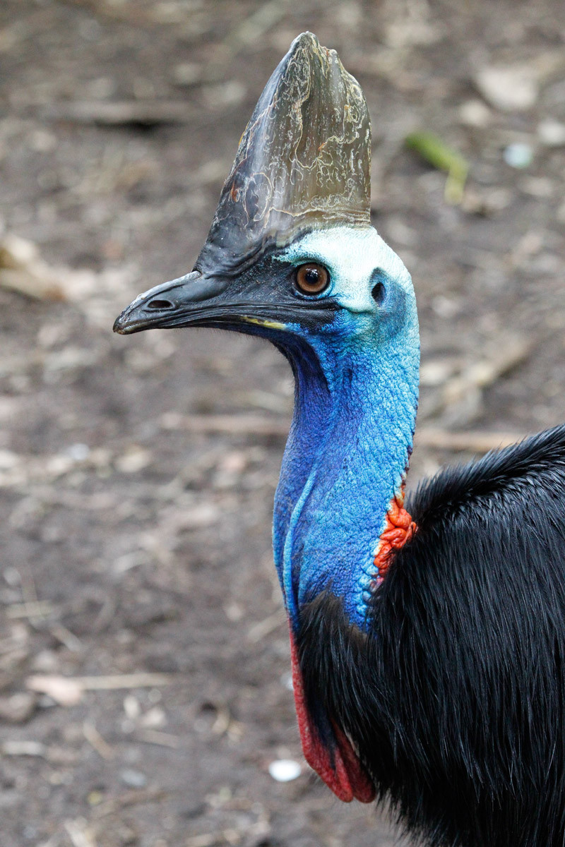 Móng vuốt 4-inch của chim đà điểu đầu mào phương Nam có một sự tương đồng kỳ lạ với chi khủng long Velociraptor. Các nhà bảo tồn cũng nói rằng chim đà điểu đầu mào phương Nam là một trong những họ hàng trực tiếp nhất của những sinh vật Velociraptor, sinh sống ở thời tiền sử cách đây 80 triệu năm.