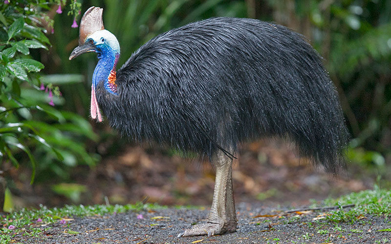 Theo tìm hiểu, đà điểu đầu mào phương Nam sở hữu một đôi chân rất mạnh mẽ, có thể chạy tới 30 dặm/h. Đây cũng là giống đà điểu được gọi là "khủng long sống".