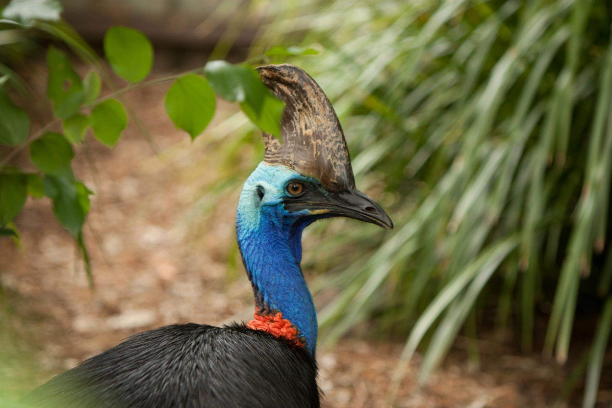 Chim đà điểu đầu mào phương Nam được ghi nhận là đã từng tấn công con người. Tuy nhiên hầu hết các cuộc tấn công là do con người đã cố gắng tiếp cận quá gần với chúng. Hoặc khiến chúng bực bội vì không được cho ăn đúng lúc.