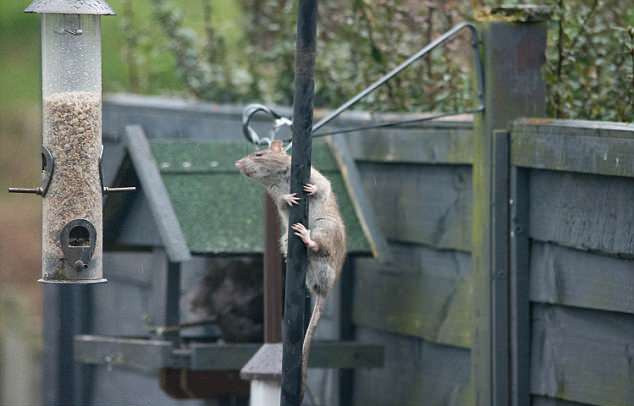 Trông chúng chẳng khác nào đang thực hiện nhiệm vụ vô cùng khó khăn, gian khổ.