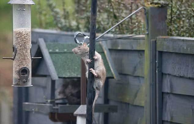 Trông chúng chẳng khác nào đang thực hiện nhiệm vụ vô cùng khó khăn, gian khổ.