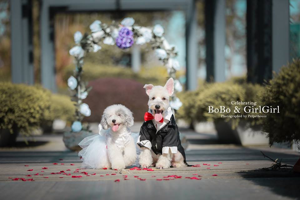 Bộ ảnh cưới ngọt ngào và hạnh phúc của Bobo và Cách Cách còn đẹp hơn cả ảnh cưới của con người.