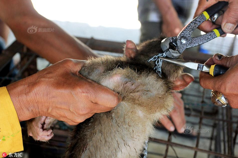 Được biết, những con khỉ hoang dã bị bắt và huấn luyện hái dừa tại Indonesia đều thuộc giống khỉ đuôi dài, thông minh, nhanh nhẹn.