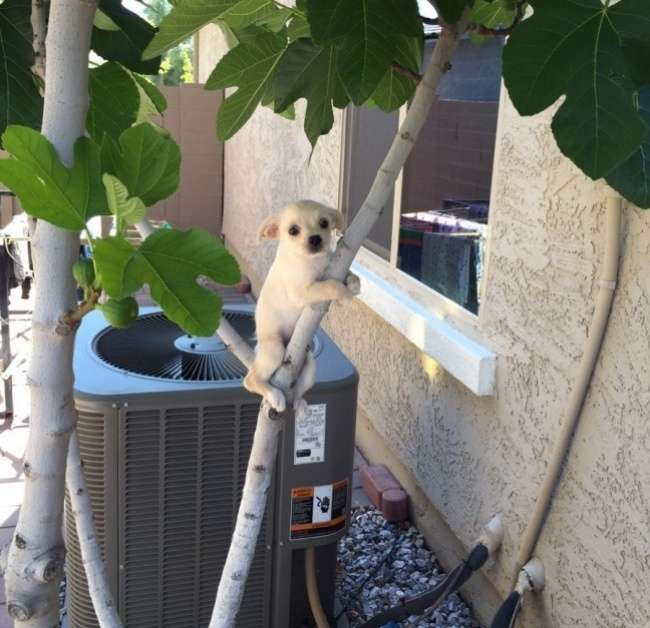 Có lẽ đã xem ở đâu đó hình ảnh vui nhộn gấu koala ôm cây chơi đùa, chú chó này bắt chước và không xuống nổi.