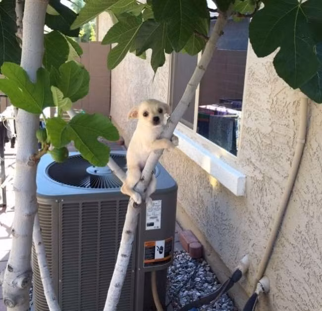 Có lẽ đã xem ở đâu đó hình ảnh vui nhộn gấu koala ôm cây chơi đùa, chú chó này bắt chước và không xuống nổi.