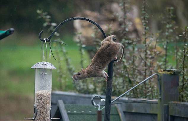 Dù lồng đựng thức ăn có được thiết kế với đủ mọi kiểu dáng, được treo cao hay thấp, những con chuột nhanh nhẹn vẫn tìm được cách để tiếp cận.