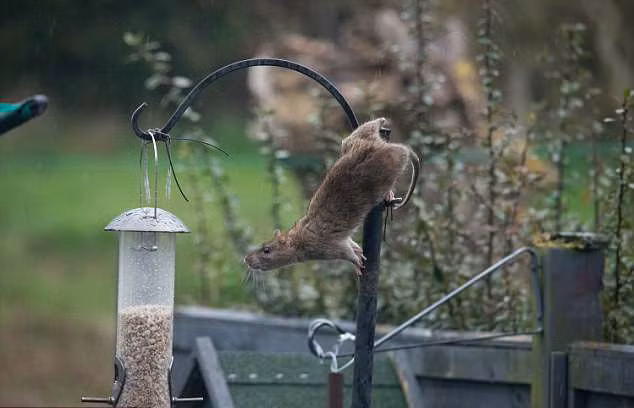 Dù lồng đựng thức ăn có được thiết kế với đủ mọi kiểu dáng, được treo cao hay thấp, những con chuột nhanh nhẹn vẫn tìm được cách để tiếp cận.