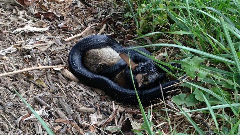 Gần như ngay lập tức, thỏ mẹ nhảy vội về phía ổ của mình. Đáng tiếc, đã quá muộn. Con rắn đen đã quấn quanh những con thỏ con và không hề có dấu hiệu bỏ cuộc.