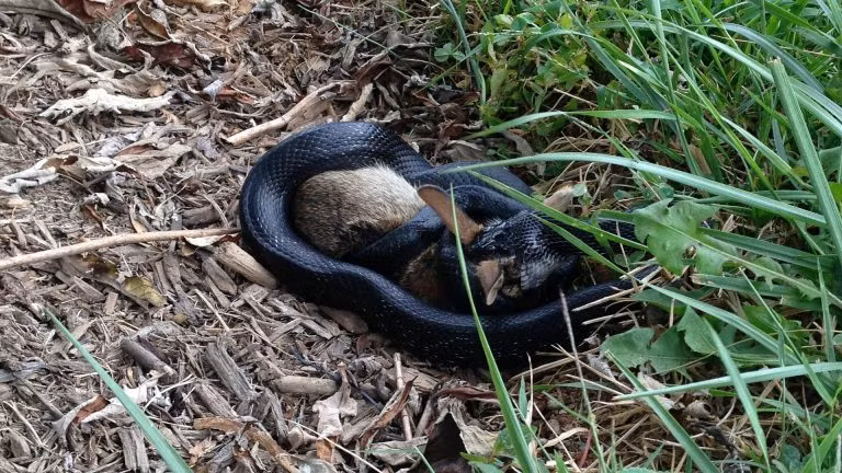 Gần như ngay lập tức, thỏ mẹ nhảy vội về phía ổ của mình. Đáng tiếc, đã quá muộn. Con rắn đen đã quấn quanh những con thỏ con và không hề có dấu hiệu bỏ cuộc.