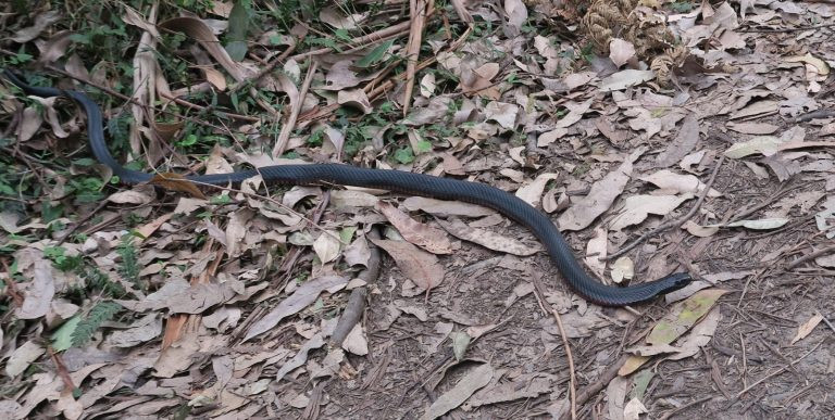 Rắn đen lập tức tấn công những con thỏ con và quyết không để lãng phí bữa ăn ngon lành đã tới tận miệng.