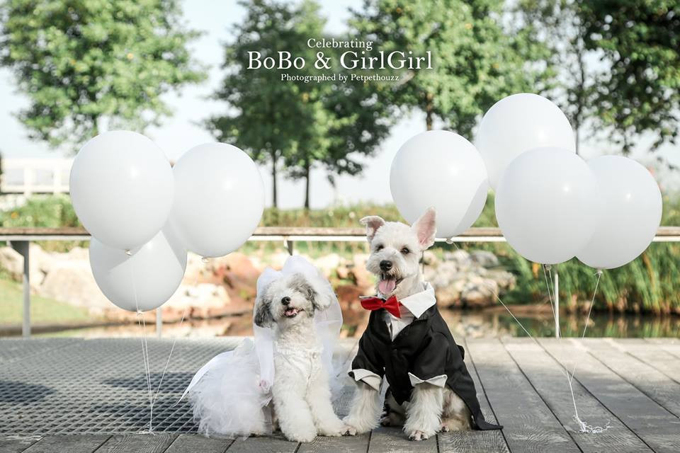 Chỉ cần có Bobo xuất hiện, Cách Cách sẽ không ngại mà chạy đến thân thiết, hài lòng ra mặt khi đi dạo cùng Bobo.