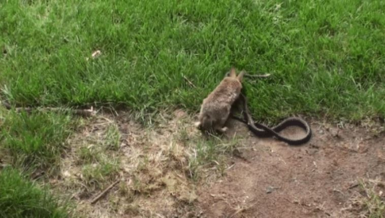 Vì vậy, thỏ mẹ liên tục tấn công mạnh mẽ, bất kể đây có phải là một cuộc tử chiến hay không.