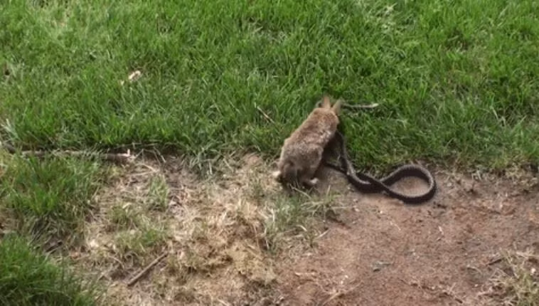 Vì vậy, thỏ mẹ liên tục tấn công mạnh mẽ, bất kể đây có phải là một cuộc tử chiến hay không.