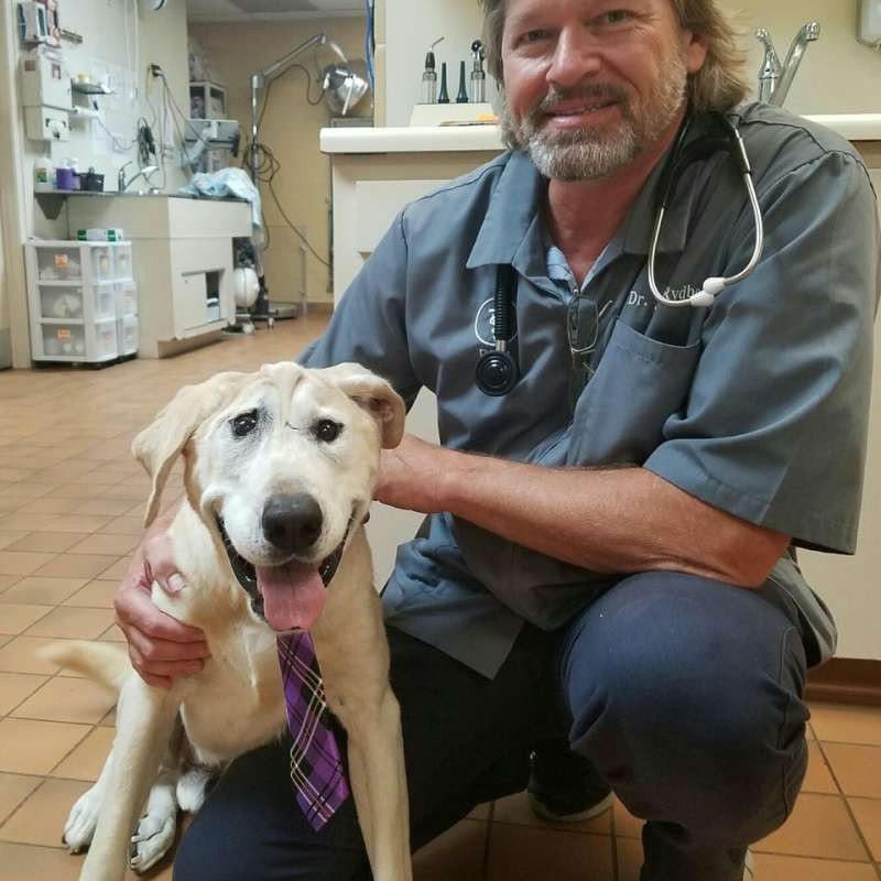 Mọi chuyện thay đổi khi các tình nguyện viên của tổ chức bảo vệ động vật địa phương nghe tin về Beaux Tox. Họ đến gặp chú chó khi nó đang rất gầy gò và bị nhiễm ký sinh trùng. Tiếp đó, Beaux Tox được giải thoát khỏi lồng giam khi những hình ảnh về nó được đăng tải trên các mạng xã hội.