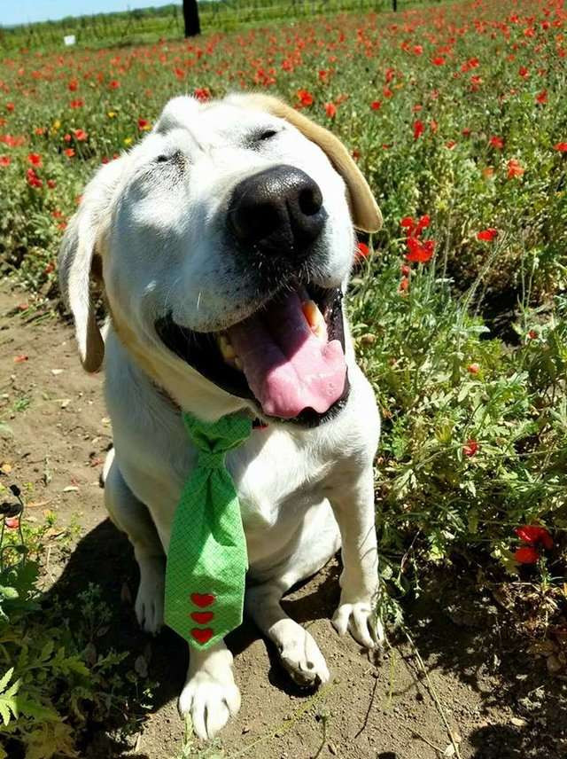 Có lẽ nếm trải nhiều đau khổ trong quá khứ, Beaux Tox cũng đặc biệt cư xử tốt, thường khiến mọi người vui vẻ hơn. Hiện Beaux Tox có vài người bạn, sống một cuộc sống thoải mái và vô cùng hạnh phúc. Cô Jamie cho hay, Beaux Tox là một con chó rất thân thiện. Nó có thể làm quen với nhiều con chó, mèo và các loại động vật khác. Đối với Beaux Tox, tất cả mọi thứ đều mới mẻ với nó.