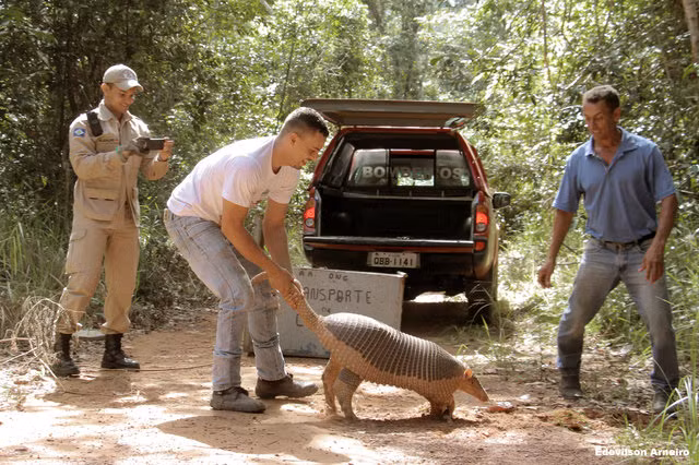 Lo lắng rằng Tatu khổng lồ gặp điều bất trắc, các tình nguyện viên lập tức lên đường. Sau đó, Tatu khổng lồ được đưa đến một bác sĩ thú y để kiểm tra.
