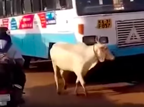 Bo cai suot 4 nam chan dau xe va ly do dau long