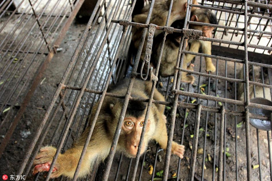 Theo thông tin đăng tải, những người thợ săn ở Pariaman đã đánh bẫy để bắt những con khỉ hoang dã.