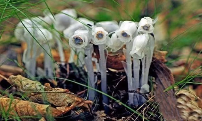 Vì thế, chỉ những người có duyên mới gặp được lan thạch anh. Và cũng chỉ gặp trực tiếp mới thưởng thức hết được vẻ đẹp của loài cây kỳ lạ.