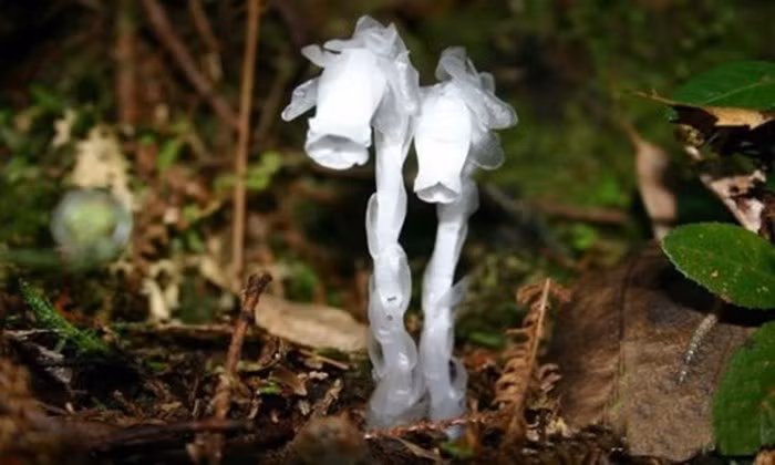 Chúng mọc thành chùm, chỉ cao khoảng 10-15cm, toàn thân phủ một lớp lụa trong suốt, chỉ cần chạm nhẹ, những cánh hoa mỏng manh sẽ rụng.