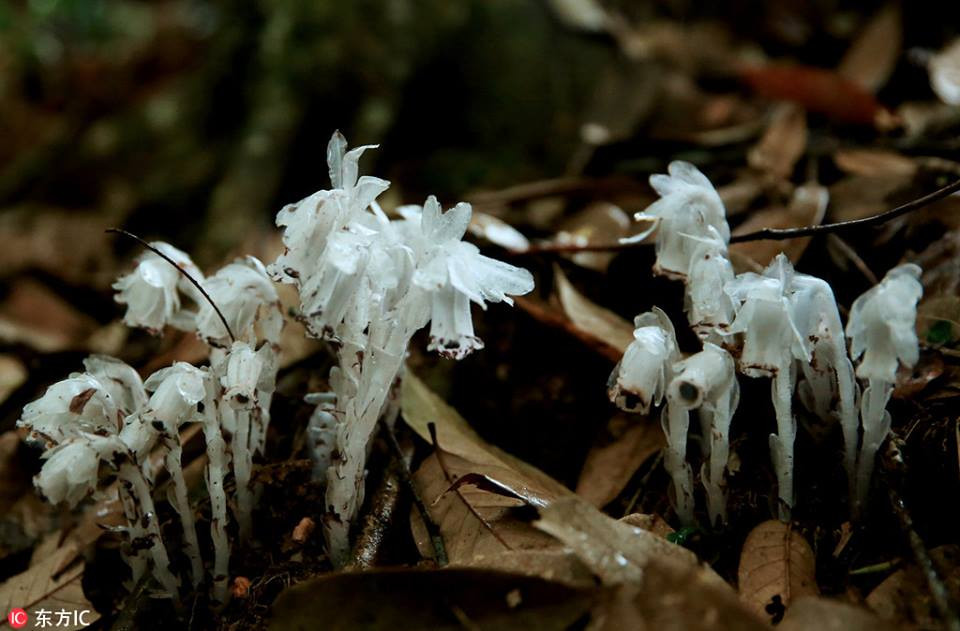 Lan thủy tinh còn có tên khác là lan thạch anh, lan ma quỷ hay lan bóng ma, tên khoa học là Monotropa uniflora, loài thực vật có hoa trong họ Thạch nam.