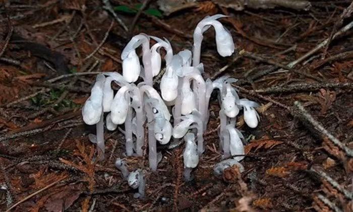 Trong dân gian Trung Quốc, loài thực vật này được coi là loài hoa của thế giới ngầm, loài hoa địa ngục, tượng trưng cho tà ác.