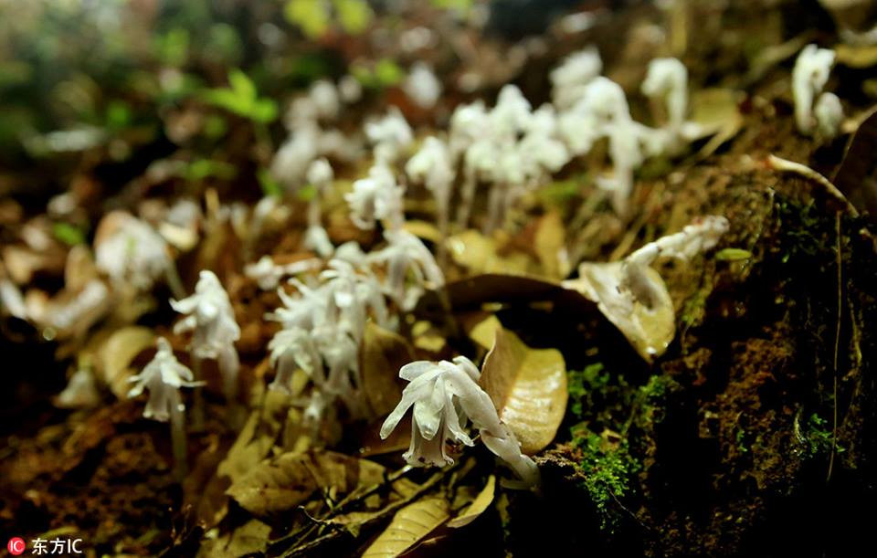 Sở hữu vẻ đẹp mong manh, mỹ lệ thế nhưng do không quang hợp, sống ký sinh, hút chất dinh dưỡng từ xác động thực vật phân hủy trên nền rừng ẩm ướt, tối tăm nên loài hoa này "mang tiếng xấu".